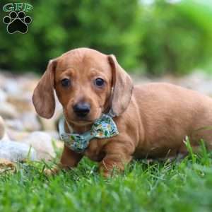 Ace, Dachshund Puppy